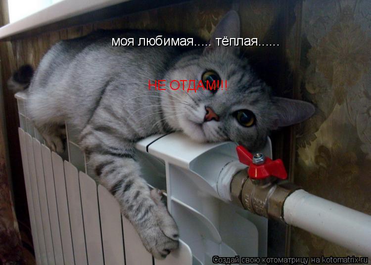 Котоматрица: моя любимая..... тёплая......  НЕ ОТДАМ!!!
