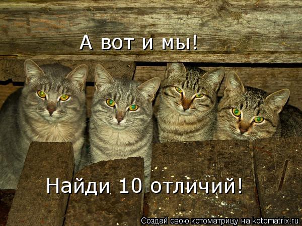 Котоматрица: А вот и мы! Найди 10 отличий!