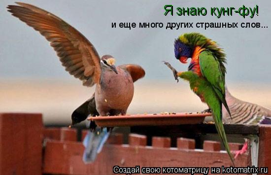 Я знаю кунг-фу! и еще много других страшных слов...... Котоматрица: Я знаю кунг-фу! и еще много других страшных слов...