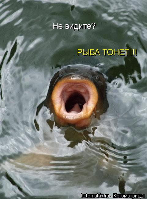 Котоматрица: Не видите? РЫБА ТОНЕТ!!!