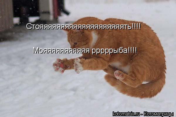 Котоматрица: Стояяяяяяяяяяяяяяяяяяяять!!!! Мояяяяяяяяяяя рррррыба!!!!