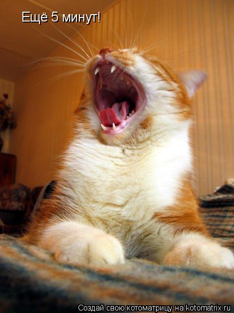 Котоматрица: Ещё 5 минут!