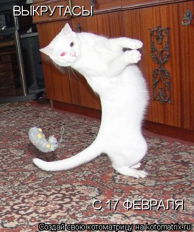 Котоматрица: ВЫКРУТАСЫ С 17 ФЕВРАЛЯ