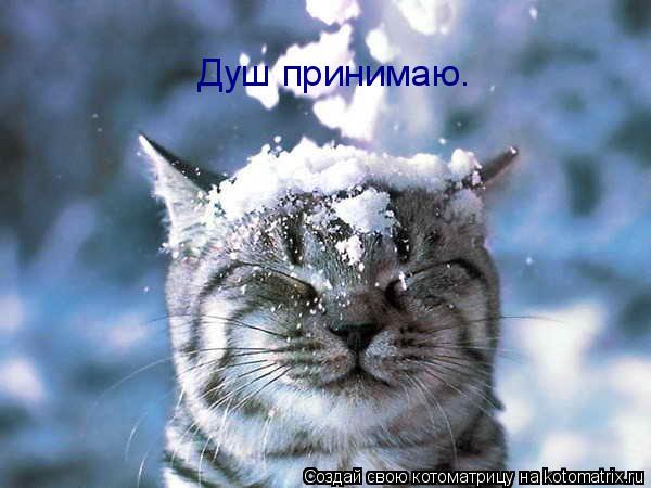 Котоматрица: Душ принимаю.