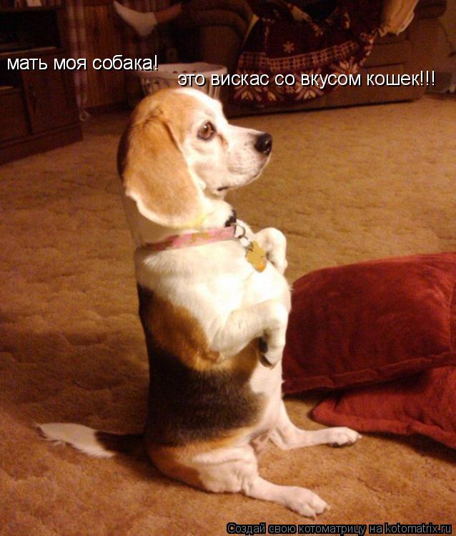 Котоматрица: мать моя собака! мать моя собака! это вискас со вкусом кошек!!!