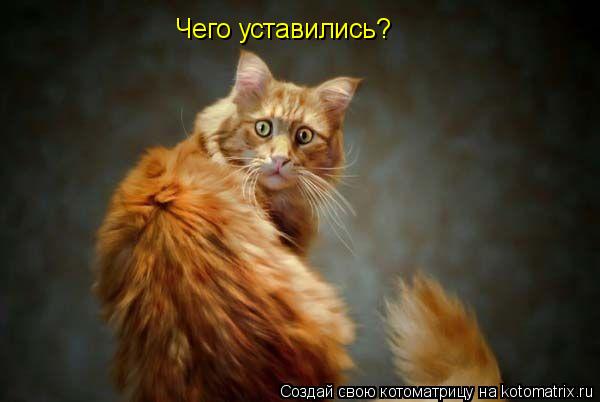 Котоматрица: Чего уставились?