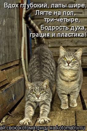 Котоматрица: Вдох глубокий, лапы шире, Лягте на пол, три-четыре, Бодрость духа, грация и пластика!