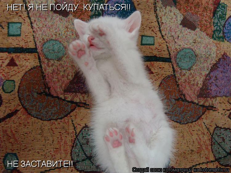 Котоматрица: НЕТ! Я НЕ ПОЙДУ  КУПАТЬСЯ!! НЕ ЗАСТАВИТЕ!!