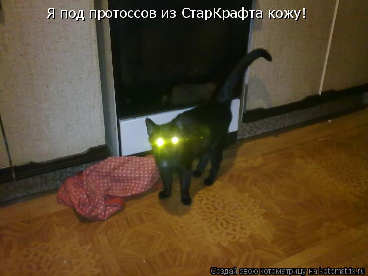 Котоматрица: Я под протоссов из СтарКрафта кожу!