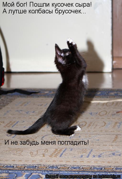 Котоматрица: Мой бог! Пошли кусочек сыра! А лутше колбасы брусочек... И не забудь меня погладить!