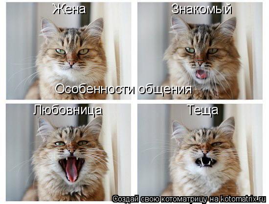 Котоматрица: Жена Знакомый Любовница Теща Особенности общения