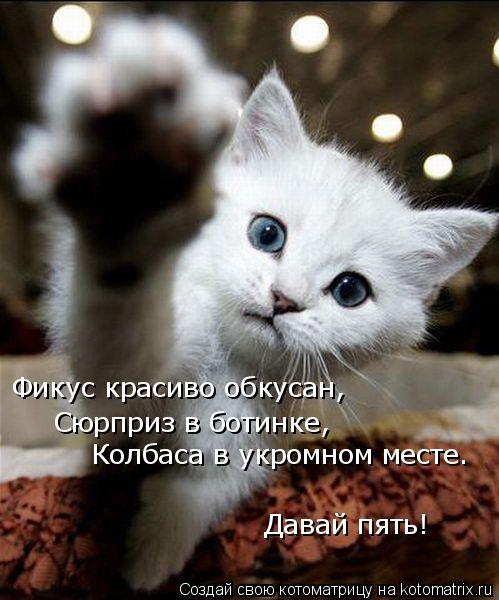 Котоматрица: Фикус красиво обкусан, Сюрприз в ботинке, Колбаса в укромном месте. Давай пять!
