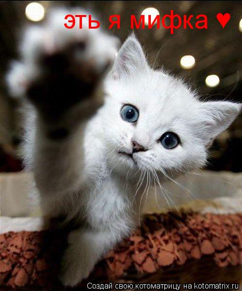 Котоматрица: эть я мифка &#9829;