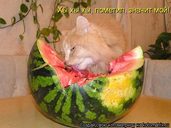 Котоматрица: Хы хы хы, пометил, значит мой!