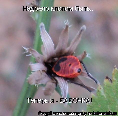 Котоматрица: Надоело клопом быть.. Теперь я - БАБОЧКА!