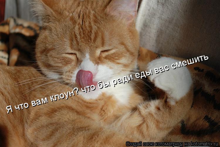 Котоматрица: Я что вам клоун? что бы ради еды вас смешить