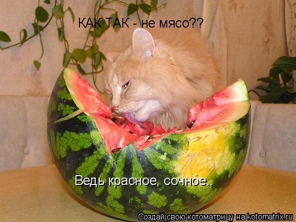 Котоматрица: КАК ТАК - не мясо?? Ведь красное, сочное..