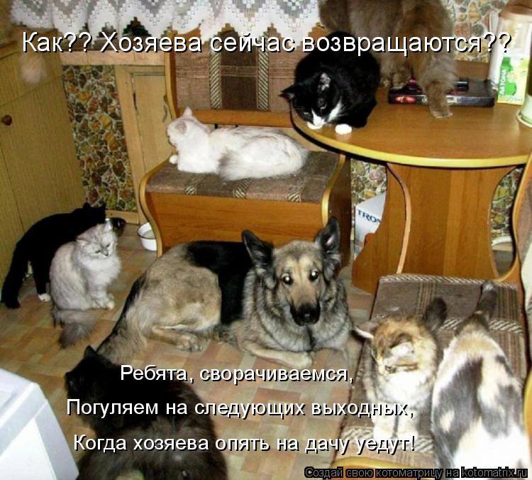 Котоматрица: Как?? Хозяева сейчас возвращаются?? Когда хозяева опять на дачу уедут! Ребята, сворачиваемся, Погуляем на следующих выходных,