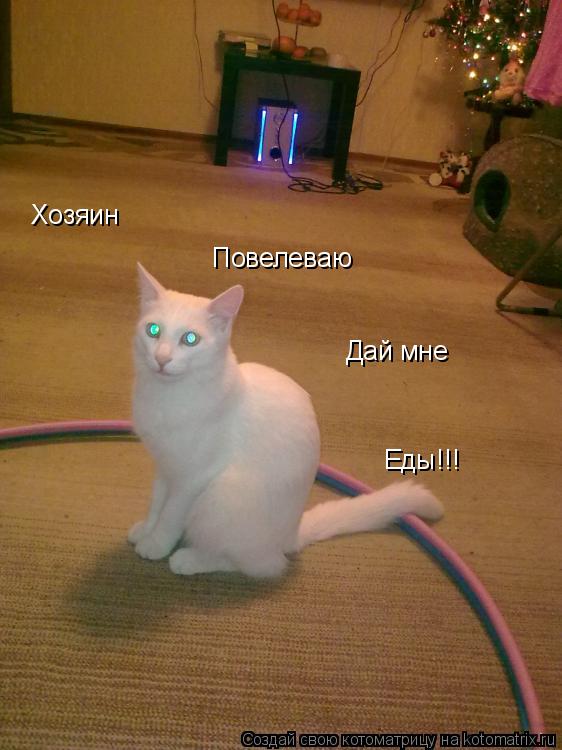 Котоматрица: Хозяин Повелеваю Дай мне Еды!!!