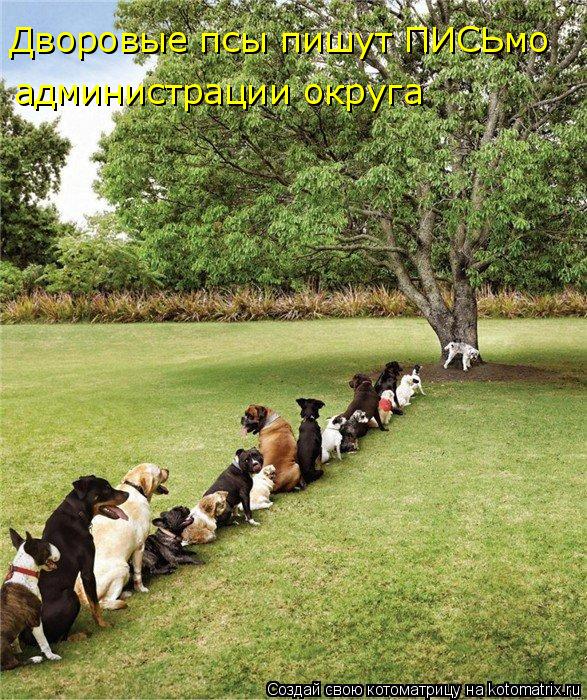 Дворовые псы пишут ПИСЬмо администрации округа... Котоматрица: Дворовые псы пишут ПИСЬмо администрации округа