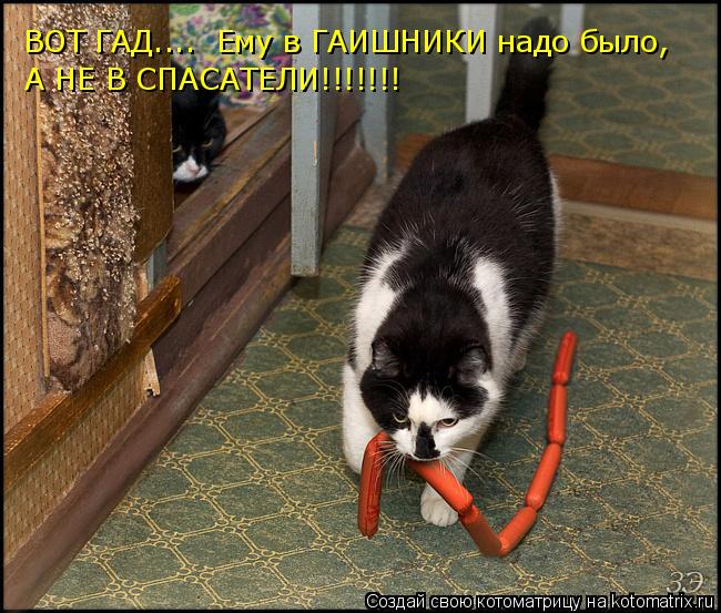 Котоматрица: ВОТ ГАД.... ему в гаишники надо было идти, ВОТ ГАД....  Ему в ГАИШНИКИ надо было,  А НЕ В СПАСАТЕЛИ!!!!!!!