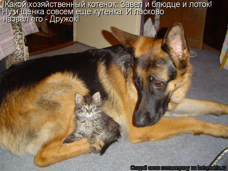 Котоматрица: Какой хозяйственный котенок: Завел и блюдце и лоток!  Ну и щенка совсем еще кутенка. И ласково  назвал его - Дружок!