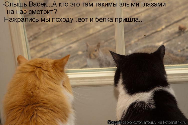 Котоматрица: -Слышь Васек...А кто это там такимы злыми глазами -Слышь Васек...А кто это там такимы злыми глазами  на нас смотрит?  на нас смотрит? -Нажрались 