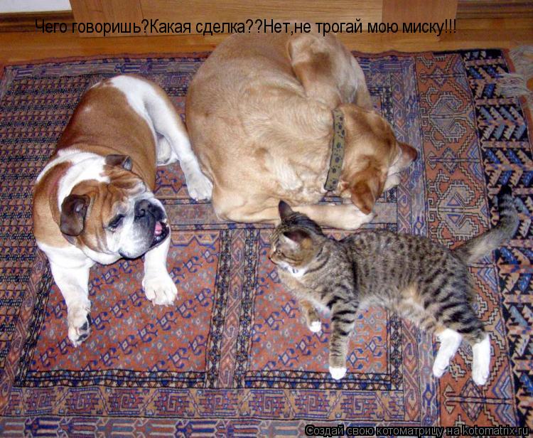 Котоматрица: Чего говоришь?Какая сделка??Нет,не трогай мою миску!!!