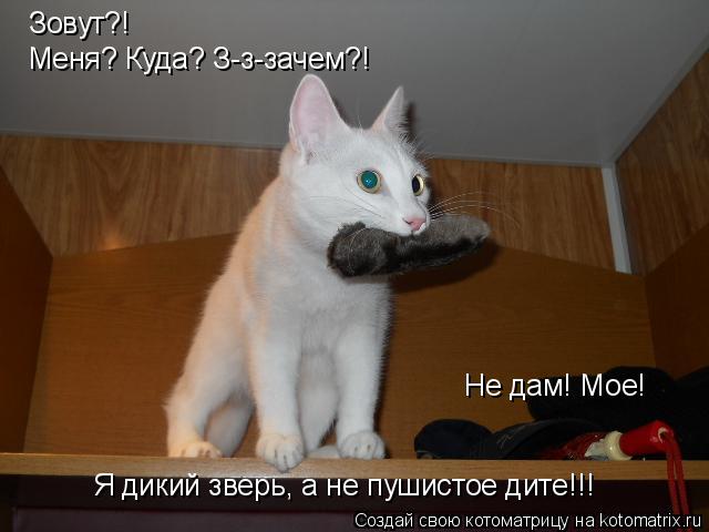 Котоматрица: Зовут?! Меня? Куда? З-з-зачем?! Не дам! Мое! Я дикий зверь, а не пушистое дите!!!