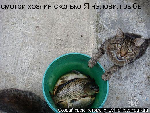 Котоматрица: смотри хозяин сколько Я наловил рыбы!