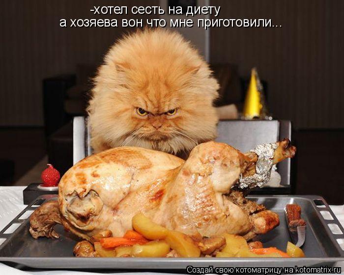 Котоматрица: -хотел сесть на диету а хозяева вон что мне приготовили...