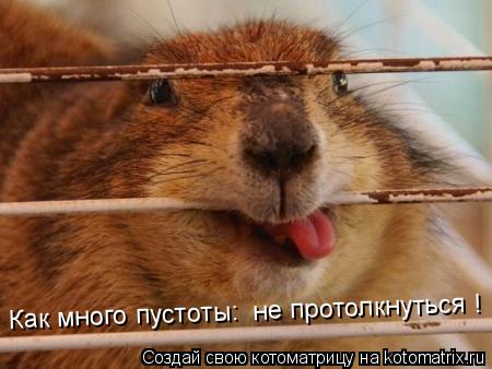 Котоматрица: Как много пустоты:  не протолкнуться !