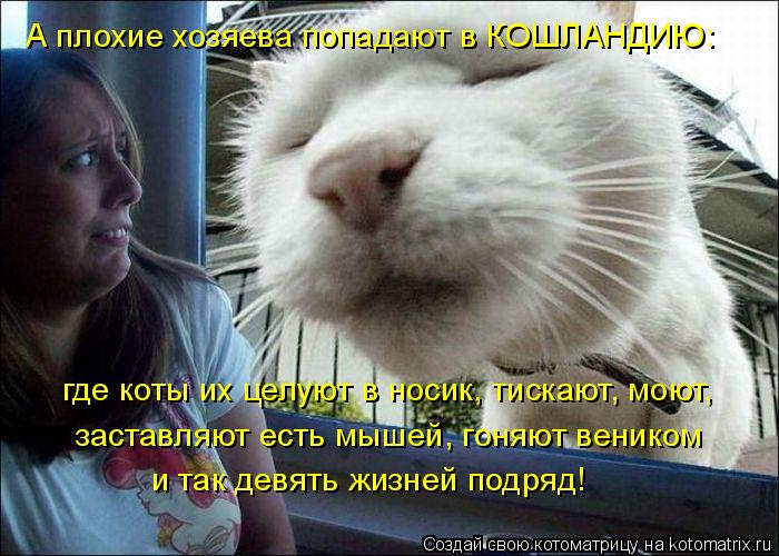 Котоматрица: А плохие хозяева попадают в КОШЛАНДИЮ: где коты их целуют в носик, тискают, моют, заставляют есть мышей, гоняют веником и так девять жизней п