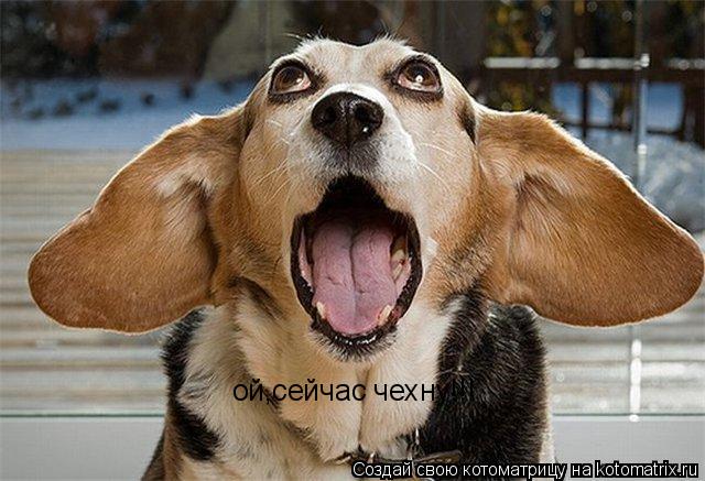 Котоматрица: ой,сейчас чехну!!!