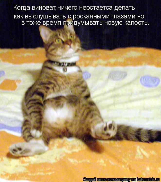 Котоматрица: - Когда виноват ничего неостаетса делать как выслушывать с роскаяными глазами но, в тоже время придумывать новую капость. ,