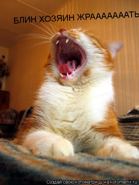 Котоматрица: БЛИН ХОЗЯИН ЖРАААААААТЬ