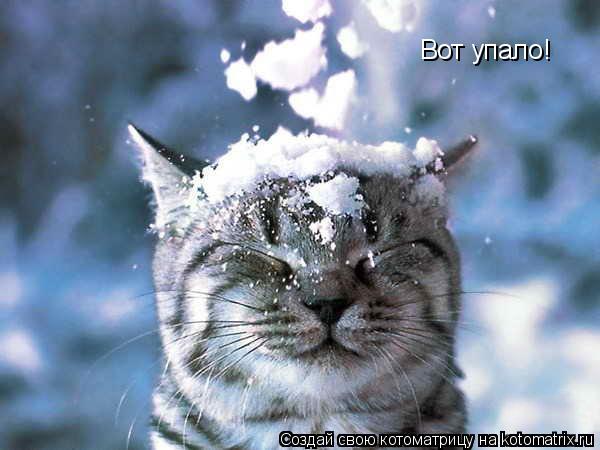 Котоматрица: Вот упало!
