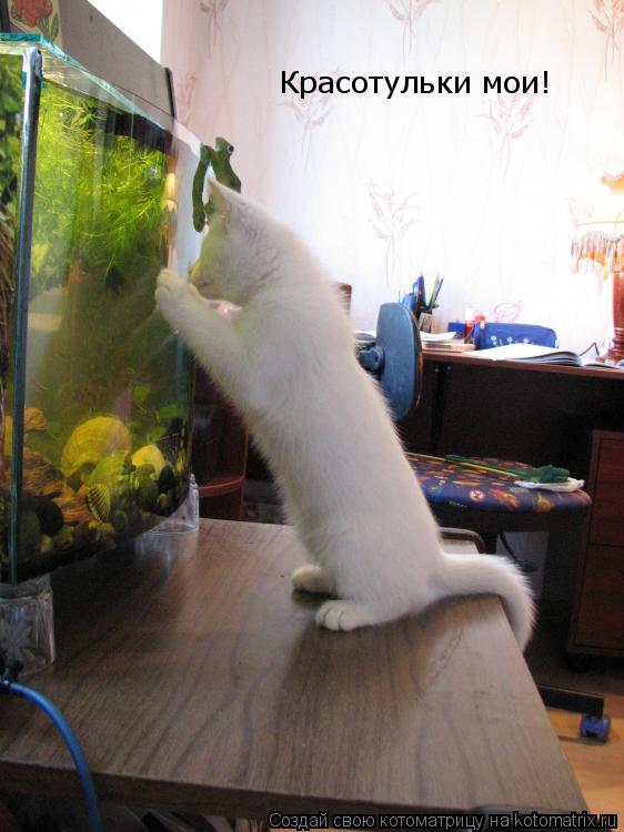 Котоматрица: Красотульки мои!