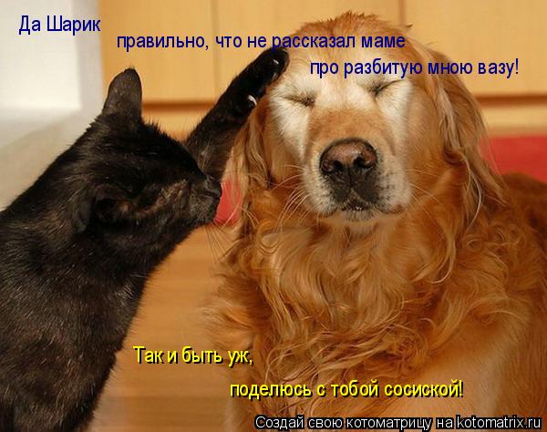 Котоматрица: Да Шарик правильно, что не рассказал маме  про разбитую мною вазу! Так и быть уж,  поделюсь с тобой сосиской!