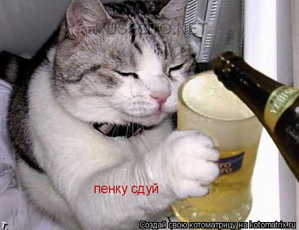Котоматрица: пенку сдуй