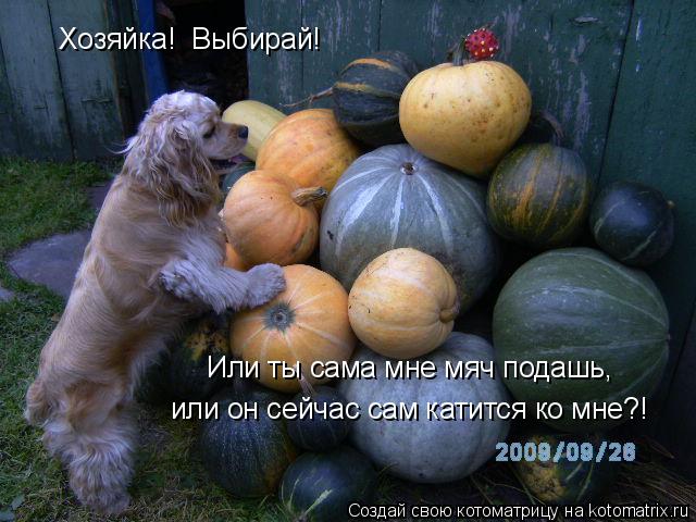 Котоматрица: Хозяйка!  Выбирай! Или ты сама мне мяч подашь,  или он сейчас сам катится ко мне?!