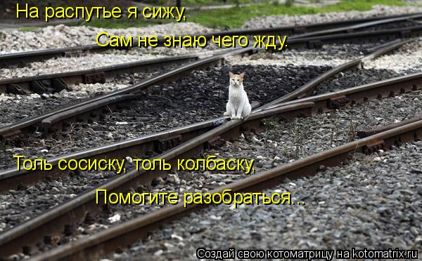 Котоматрица: На распутье я сижу,  Сам не знаю чего жду. Толь сосиску, толь колбаску, Помогите разобраться...