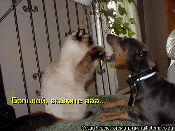 Котоматрица: Больной, скажите ааа...