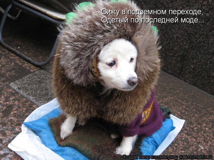 Котоматрица: Сижу в подземном переходе, Одетый по последней моде...