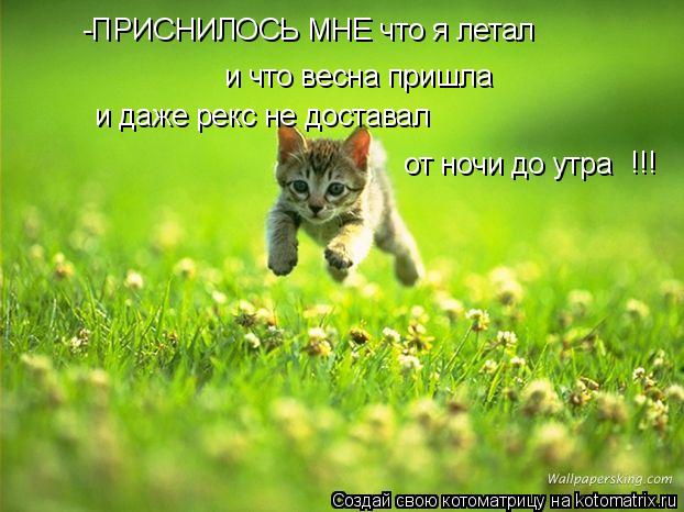 Котоматрица: -ПРИСНИЛОСЬ МНЕ что я летал и что весна пришла и даже рекс не доставал от ночи до утра !!!