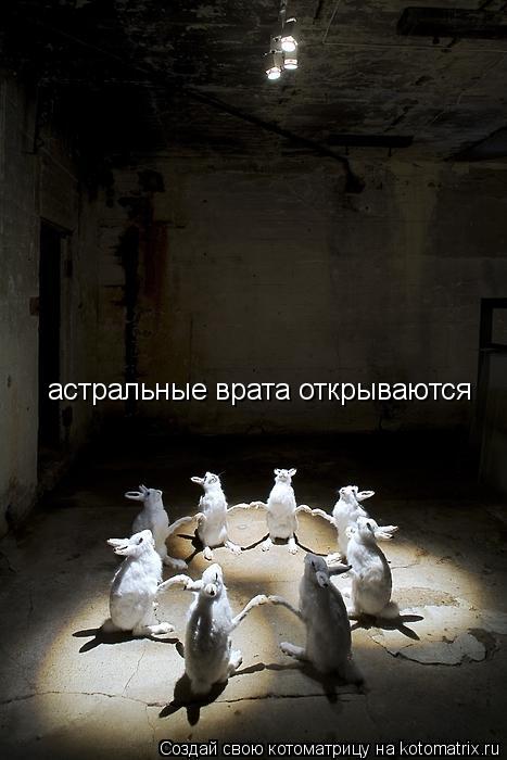 Котоматрица: астральные врата открываются
