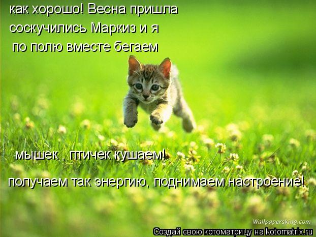 Котоматрица: как хорошо! Весна пришла соскучились Маркиз и я по полю вместе бегаем мышек , птичек кушаем! получаем так энергию, поднимаем настроение!
