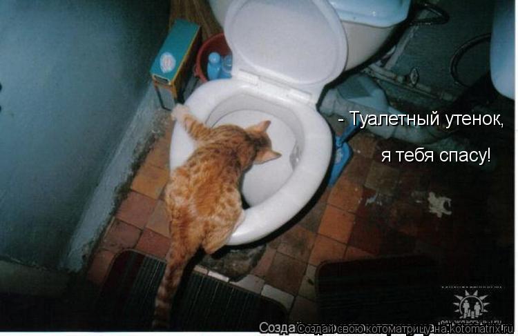 Котоматрица: - Туалетный утенок, я тебя спасу!