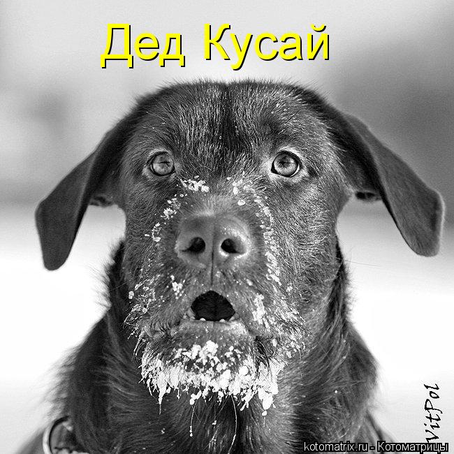 Котоматрица: Дед Кусай