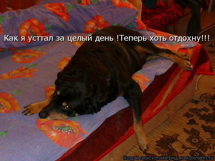 Котоматрица: Как я усттал за целый день !Теперь хоть отдохну!!!